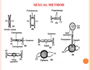 SEXUAL METHOD
 