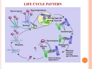 LIFE CYCLE PATTERN
 