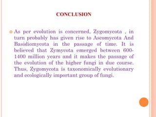 CONCLUSION
 As per evolution is concerned, Zygomycota , in
turn probably has given rise to Ascomycota And
Basidiomycota in the passage of time. It is
believed that Zymycota emerged between 600-
1400 million years and it makes the passage of
the evolution of the higher fungi in due course.
Thus, Zygomycota is taxonomically evolutionary
and ecologically important group of fungi.
 