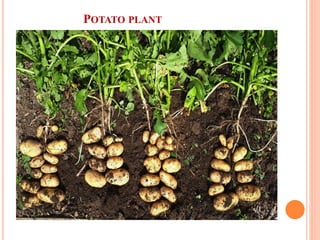 POTATO PLANT
 