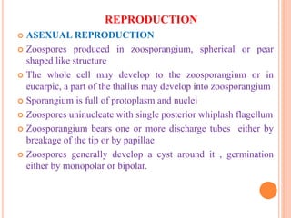 REPRODUCTION
 ASEXUAL REPRODUCTION
 Zoospores produced in zoosporangium, spherical or pear
shaped like structure
 The whole cell may develop to the zoosporangium or in
eucarpic, a part of the thallus may develop into zoosporangium
 Sporangium is full of protoplasm and nuclei
 Zoospores uninucleate with single posterior whiplash flagellum
 Zoosporangium bears one or more discharge tubes either by
breakage of the tip or by papillae
 Zoospores generally develop a cyst around it , germination
either by monopolar or bipolar.
 