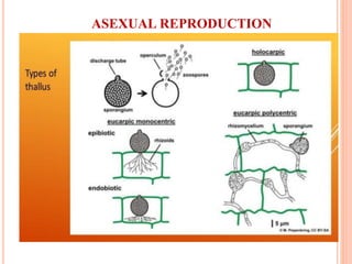 ASEXUAL REPRODUCTION
 
