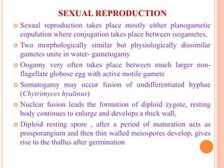 SEXUAL REPRODUCTION
 Sexual reproduction takes place mostly either planogametic
copulation where conjugation takes place between isogametes,
 Two morphologically similar but physiologically dissimilar
gametes unite in water- gametogamy
 Oogamy very often takes place between much larger non-
flagellate globose egg with active motile gamete
 Somatogamy may occur fusion of undifferentiated hyphae
(Chytrimyces hyalinus)
 Nuclear fusion leads the formation of diploid zygote, resting
body continues to enlarge and develops a thick wall,
 Diploid resting spore , after a period of maturation acts as
prosporangium and then thin walled meiospores develop, gives
rise to the thallus after germination
 