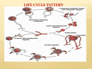 LIFE CYCLE PATTERN
 