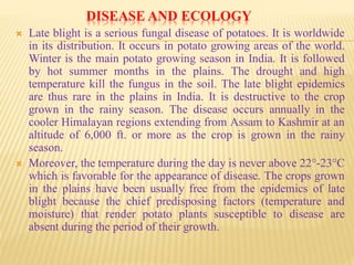 DISEASE AND ECOLOGY
 Late blight is a serious fungal disease of potatoes. It is worldwide
in its distribution. It occurs in potato growing areas of the world.
Winter is the main potato growing season in India. It is followed
by hot summer months in the plains. The drought and high
temperature kill the fungus in the soil. The late blight epidemics
are thus rare in the plains in India. It is destructive to the crop
grown in the rainy season. The disease occurs annually in the
cooler Himalayan regions extending from Assam to Kashmir at an
altitude of 6,000 ft. or more as the crop is grown in the rainy
season.
 Moreover, the temperature during the day is never above 22°-23°C
which is favorable for the appearance of disease. The crops grown
in the plains have been usually free from the epidemics of late
blight because the chief predisposing factors (temperature and
moisture) that render potato plants susceptible to disease are
absent during the period of their growth.
 