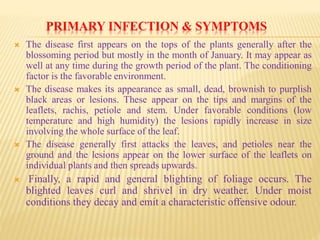 PRIMARY INFECTION & SYMPTOMS
 The disease first appears on the tops of the plants generally after the
blossoming period but mostly in the month of January. It may appear as
well at any time during the growth period of the plant. The conditioning
factor is the favorable environment.
 The disease makes its appearance as small, dead, brownish to purplish
black areas or lesions. These appear on the tips and margins of the
leaflets, rachis, petiole and stem. Under favorable conditions (low
temperature and high humidity) the lesions rapidly increase in size
involving the whole surface of the leaf.
 The disease generally first attacks the leaves, and petioles near the
ground and the lesions appear on the lower surface of the leaflets on
individual plants and then spreads upwards.
 Finally, a rapid and general blighting of foliage occurs. The
blighted leaves curl and shrivel in dry weather. Under moist
conditions they decay and emit a characteristic offensive odour.
 