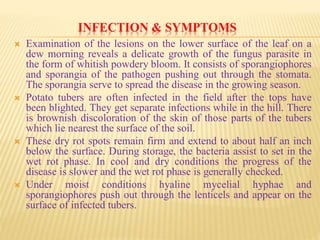 INFECTION & SYMPTOMS
 Examination of the lesions on the lower surface of the leaf on a
dew morning reveals a delicate growth of the fungus parasite in
the form of whitish powdery bloom. It consists of sporangiophores
and sporangia of the pathogen pushing out through the stomata.
The sporangia serve to spread the disease in the growing season.
 Potato tubers are often infected in the field after the tops have
been blighted. They get separate infections while in the hill. There
is brownish discoloration of the skin of those parts of the tubers
which lie nearest the surface of the soil.
 These dry rot spots remain firm and extend to about half an inch
below the surface. During storage, the bacteria assist to set in the
wet rot phase. In cool and dry conditions the progress of the
disease is slower and the wet rot phase is generally checked.
 Under moist conditions hyaline mycelial hyphae and
sporangiophores push out through the lenticels and appear on the
surface of infected tubers.
 