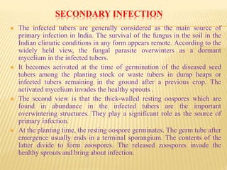 SECONDARY INFECTION
 The infected tubers are generally considered as the main source of
primary infection in India. The survival of the fungus in the soil in the
Indian climatic conditions in any form appears remote. According to the
widely held view, the fungal parasite overwinters as a dormant
mycelium in the infected tubers.
 It becomes activated at the time of germination of the diseased seed
tubers among the planting stock or waste tubers in dump heaps or
infected tubers remaining in the ground after a previous crop. The
activated mycelium invades the healthy sprouts .
 The second view is that the thick-walled resting oospores which are
found in abundance in the infected tubers are the important
overwintering structures. They play a significant role as the source of
primary infection.
 At the planting time, the resting oospore germinates. The germ tube after
emergence usually ends in a terminal sporangium. The contents of the
latter divide to form zoospores. The released zoospores invade the
healthy sprouts and bring about infection.
 