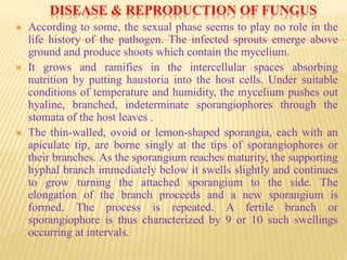 DISEASE & REPRODUCTION OF FUNGUS
 According to some, the sexual phase seems to play no role in the
life history of the pathogen. The infected sprouts emerge above
ground and produce shoots which contain the mycelium.
 It grows and ramifies in the intercellular spaces absorbing
nutrition by putting haustoria into the host cells. Under suitable
conditions of temperature and humidity, the mycelium pushes out
hyaline, branched, indeterminate sporangiophores through the
stomata of the host leaves .
 The thin-walled, ovoid or lemon-shaped sporangia, each with an
apiculate tip, are borne singly at the tips of sporangiophores or
their branches. As the sporangium reaches maturity, the supporting
hyphal branch immediately below it swells slightly and continues
to grow turning the attached sporangium to the side. The
elongation of the branch proceeds and a new sporangium is
formed. The process is repeated. A fertile branch or
sporangiophore is thus characterized by 9 or 10 such swellings
occurring at intervals.
 