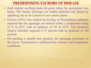 PREDISPOSING FACRORS OF DISEASE
 Each nodular swelling marks the point where the sporangium was
borne. The mature sporangia are readily detached and spread by
splashing rain or air currents to new potato plants .
 Grosier (1934) who studied the biology of Phytophthora infestans
reported that the sporangia are formed within a temperature range
of 3° to 26°C with an optimum of 18° to 22°C. The minimum
relative humidity required is 91 percent with an optimum of 100
percent.
 On reaching a suitable host (potato), the sporangia germinate on
the leaves. Germination is influenced by moisture and temperature
conditions.
 