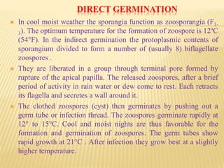 DIRECT GERMINATION
 In cool moist weather the sporangia function as zoosporangia (F1-
3). The optimum temperature for the formation of zoospore is 12ºC
(54°F). In the indirect germination the protoplasmic contents of
sporangium divided to form a number of (usually 8) biflagellate
zoospores .
 They are liberated in a group through terminal pore formed by
rupture of the apical papilla. The released zoospores, after a brief
period of activity in rain water or dew come to rest. Each retracts
its flagella and secretes a wall around it.
 The clothed zoospores (cyst) then germinates by pushing out a
germ tube or infection thread. The zoospores germinate rapidly at
12° to 15°C. Cool and moist nights are thus favorable for the
formation and germination of zoospores. The germ tubes show
rapid growth at 21°C . After infection they grow best at a slightly
higher temperature.
 
