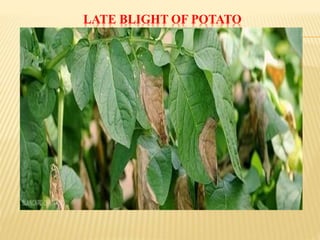 LATE BLIGHT OF POTATO
 