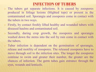 INFECTION OF TUBERS
 The tubers get separate infections. It is caused by zoospores
produced in foliage lesions (blighted tops) or present in the
contaminated soil. Sporangia and zoospores come in contact with
the tubers in two ways.
 Firstly, by contact freshly lifted healthy and wounded tubers with
diseased haulms and contaminated soil.
 Secondly, during crop growth, the zoospores and sporangia
washed down the stems into the soil by rain come in contact with
the tubers.
 Tuber infection is dependent on the germination of sporangia,
release and motility of zoospores. The released zoospores have to
move through soil to the infection sites. The longer the zoospores
continue to swim and greater their number, the greater are the
chances of infection. The germ tubes gain entrance through the
eyes, wounds and lenticels.
 