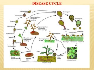 DISEASE CYCLE
 