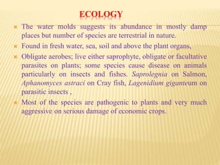 ECOLOGY
 The water molds suggests its abundance in mostly damp
places but number of species are terrestrial in nature.
 Found in fresh water, sea, soil and above the plant organs,
 Obligate aerobes; live either saprophyte, obligate or facultative
parasites on plants; some species cause disease on animals
particularly on insects and fishes. Saprolegnia on Salmon,
Aphanomyces astraci on Cray fish, Lagenidium giganteum on
parasitic insects ,
 Most of the species are pathogenic to plants and very much
aggressive on serious damage of economic crops.
 