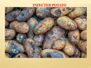 INFECTED POTATO
 