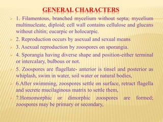GENERAL CHARACTERS
 1. Filamentous, branched mycelium without septa; mycelium
multinucleate, diploid; cell wall contains cellulose and glucans
without chitin; eucarpic or holocarpic.
 2. Reproduction occurs by asexual and sexual means
 3. Asexual reproduction by zoospores on sporangia.
 4. Sporangia having diverse shape and position-either terminal
or intercalary, bulbous or not.
 5. Zoospores are flagellate- anterior is tinsel and posterior as
whiplash, swim in water, soil water or natural bodies,
 6.After swimming, zoospores settle on surface, retract flagella
and secrete mucilaginous matrix to settle them,
 7.Homomorphic or dimorphic zoospores are formed;
zoospores may be primary or secondary,
 