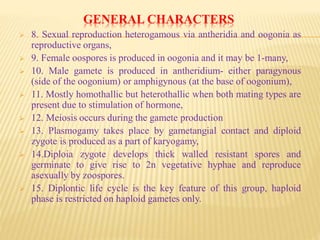 GENERAL CHARACTERS
 8. Sexual reproduction heterogamous via antheridia and oogonia as
reproductive organs,
 9. Female oospores is produced in oogonia and it may be 1-many,
 10. Male gamete is produced in antheridium- either paragynous
(side of the oogonium) or amphigynous (at the base of oogonium),
 11. Mostly homothallic but heterothallic when both mating types are
present due to stimulation of hormone,
 12. Meiosis occurs during the gamete production
 13. Plasmogamy takes place by gametangial contact and diploid
zygote is produced as a part of karyogamy,
 14.Diploia zygote develops thick walled resistant spores and
germinate to give rise to 2n vegetative hyphae and reproduce
asexually by zoospores.
 15. Diplontic life cycle is the key feature of this group, haploid
phase is restricted on haploid gametes only.
 