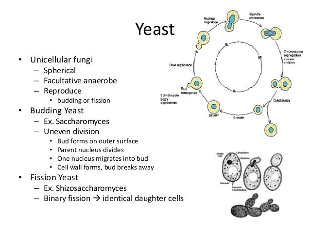 6 mycology and fungal pathogens yeast form