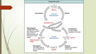 Mycological Loop Mycology Introduction- an overview to medical students | PPTX