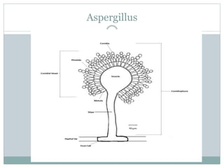 Aspergillus
 