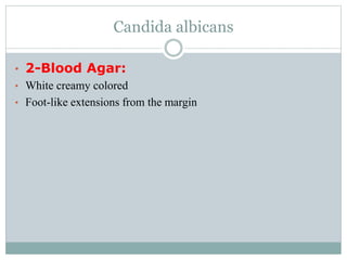 Candida albicans
• 2-Blood Agar:
• White creamy colored
• Foot-like extensions from the margin
 