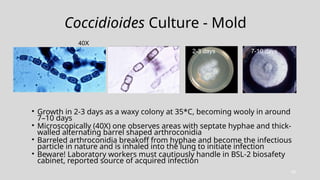 Comprehensive Mycology Update 2026: Yeast and Mold Identification ...