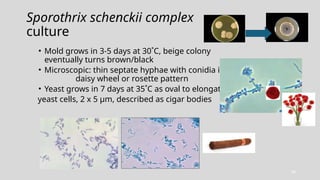 Comprehensive Mycology Update 2026: Yeast and Mold Identification ...