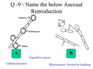 Q -9 Name the below Asexual
Reproduction
A B
Blastospores: formed by buddingChlamydospores
Vegetative spores