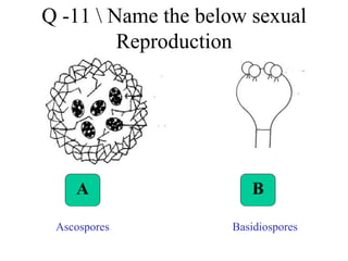Q -11 Name the below sexual
Reproduction
A B
Ascospores Basidiospores