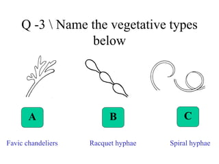 Q -3 Name the vegetative types
below
A B C
Favic chandeliers Racquet hyphae Spiral hyphae