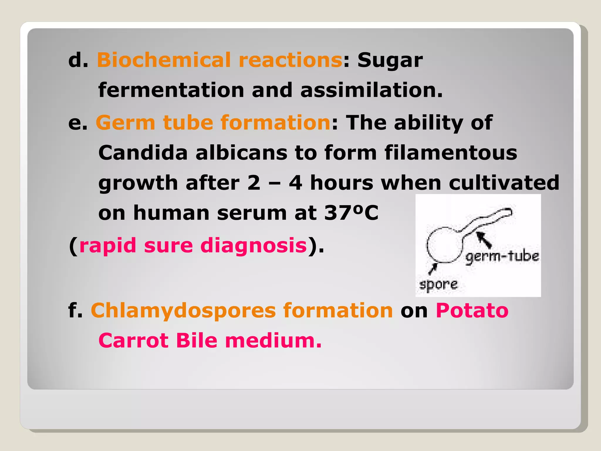 d. Biochemical reactions: Sugar
   fermentation and assimilation.
e. Germ tube formation: The ability of
   Candida albicans to form filamentous
   growth after 2 – 4 hours when cultivated
   on human serum at 37ºC
(rapid sure diagnosis).


f. Chlamydospores formation on Potato
    Carrot Bile medium.
 