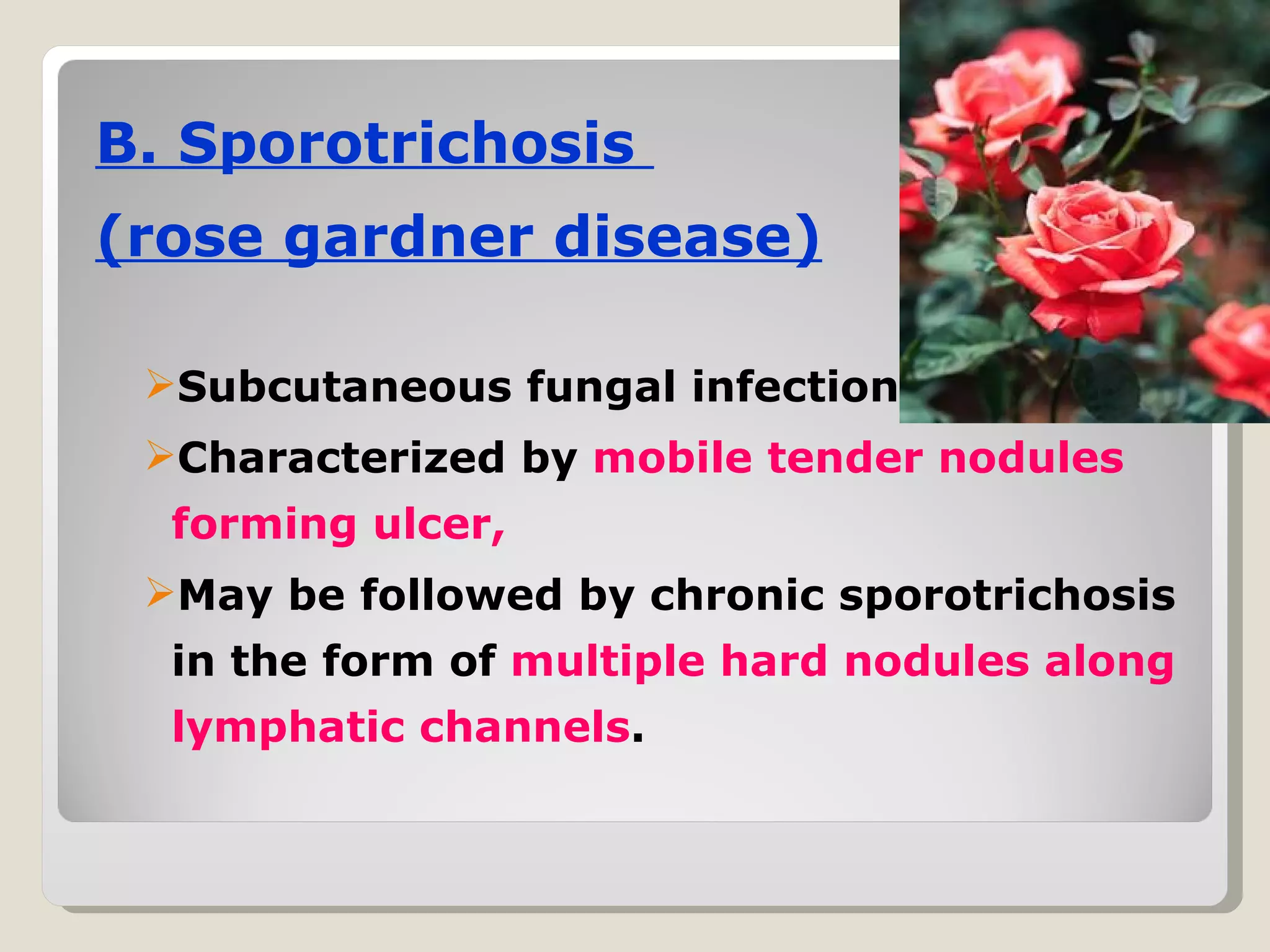 B. Sporotrichosis
(rose gardner disease)

 Subcutaneous fungal infection,
 Characterized by mobile tender nodules
  forming ulcer,
 May be followed by chronic sporotrichosis
  in the form of multiple hard nodules along
  lymphatic channels.
 
