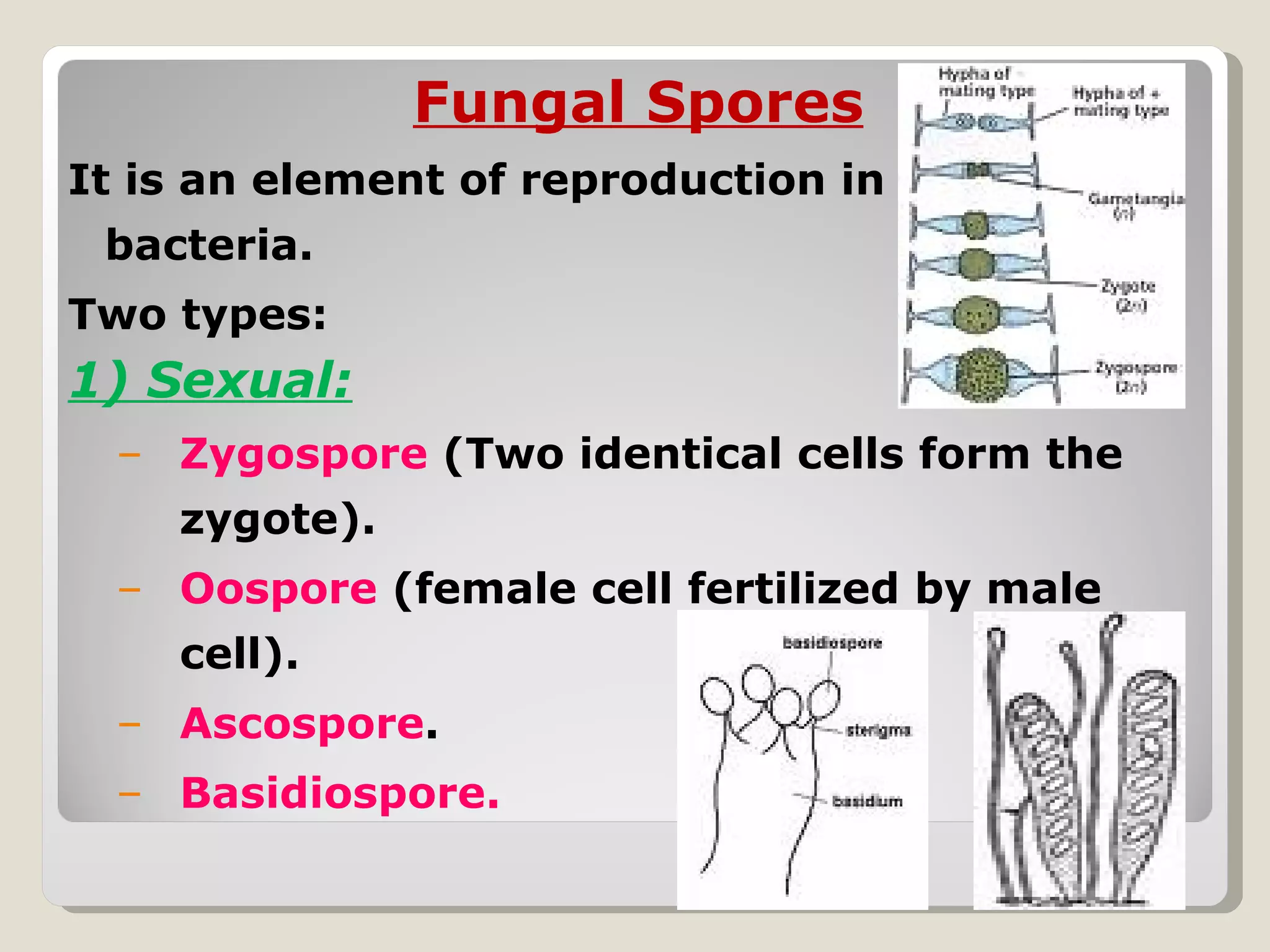 Fungal Spores
It is an element of reproduction in fungi unlike
 bacteria.
Two types:
1) Sexual:
  – Zygospore (Two identical cells form the
    zygote).
  – Oospore (female cell fertilized by male
    cell).
  – Ascospore.
  – Basidiospore.
 