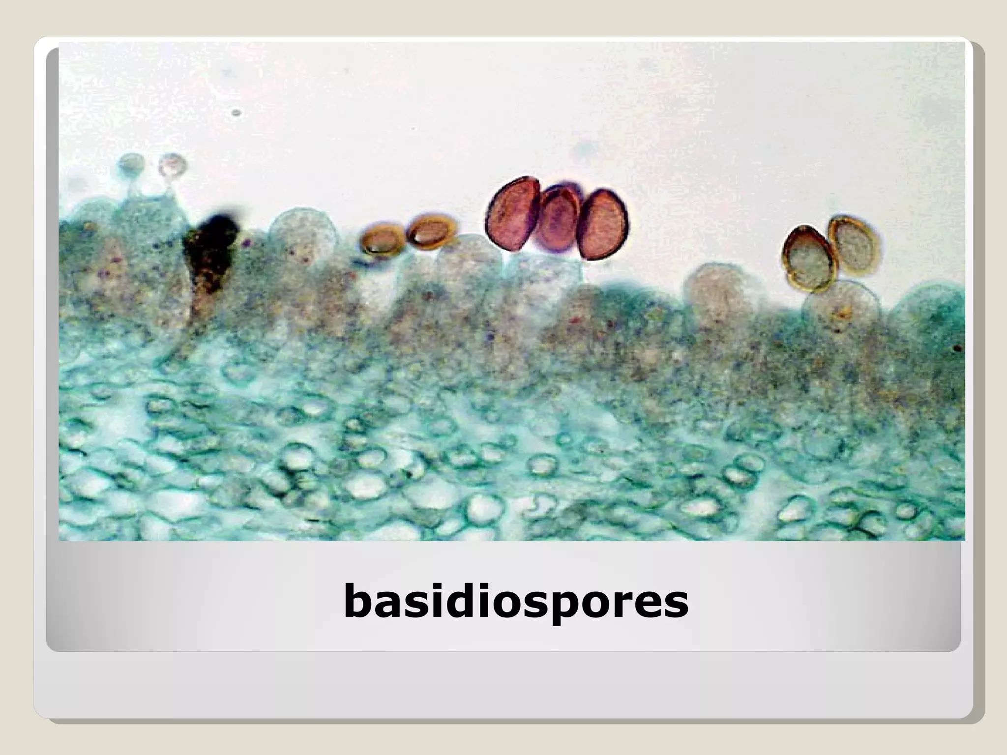 basidiospores
 