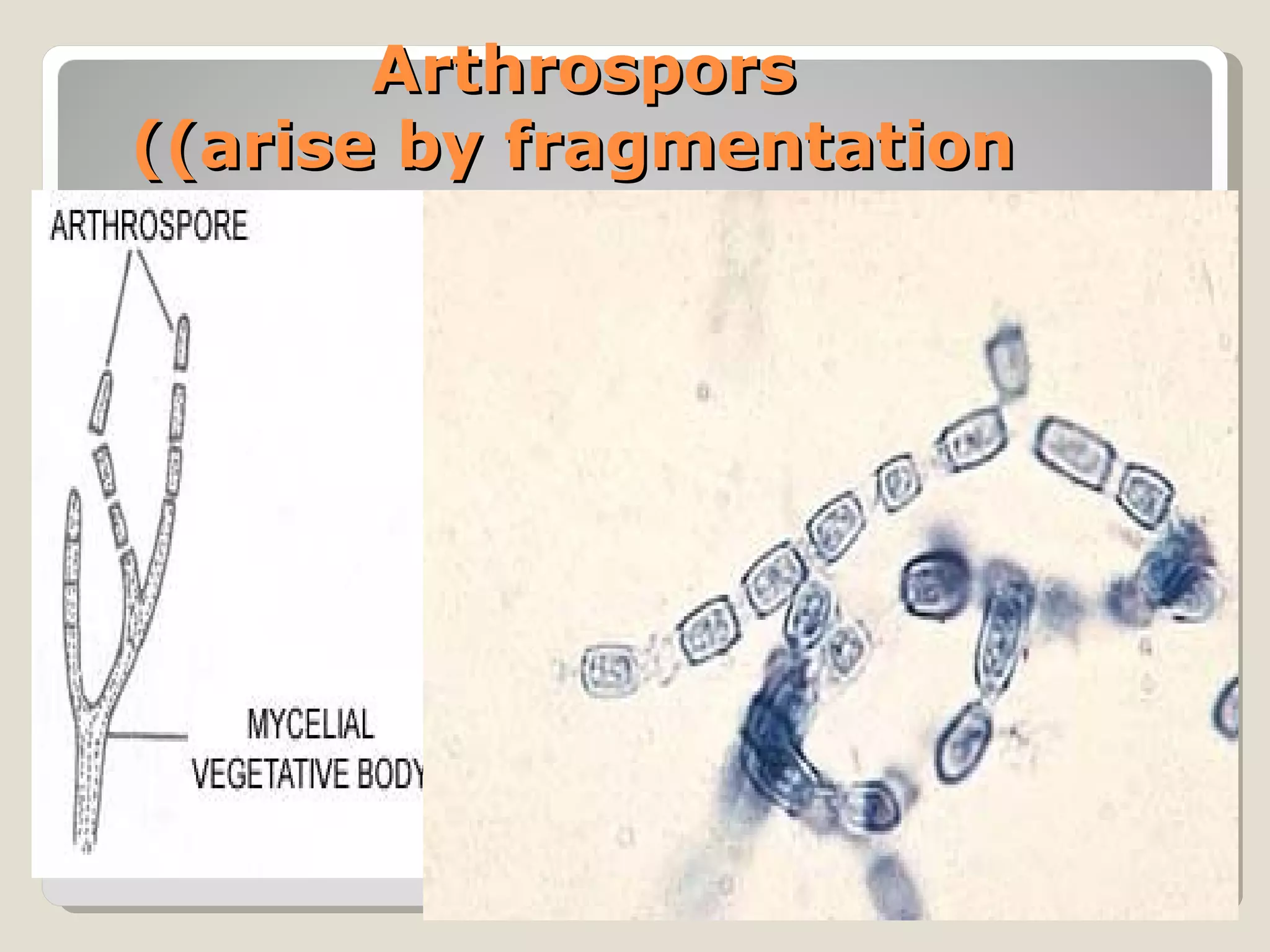 Arthrospors
((arise by fragmentation
 