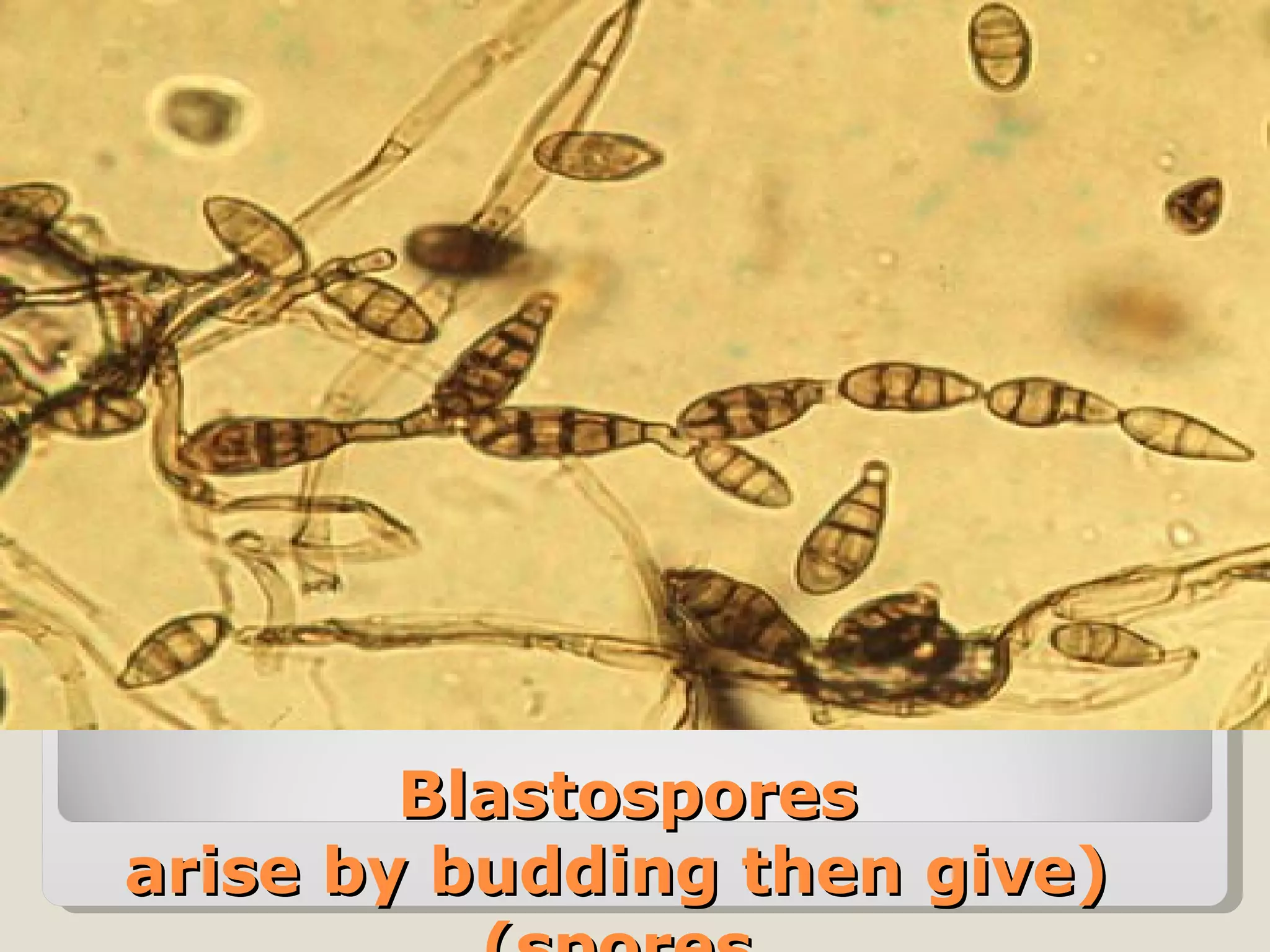 Blastospores
arise by budding then give)
 