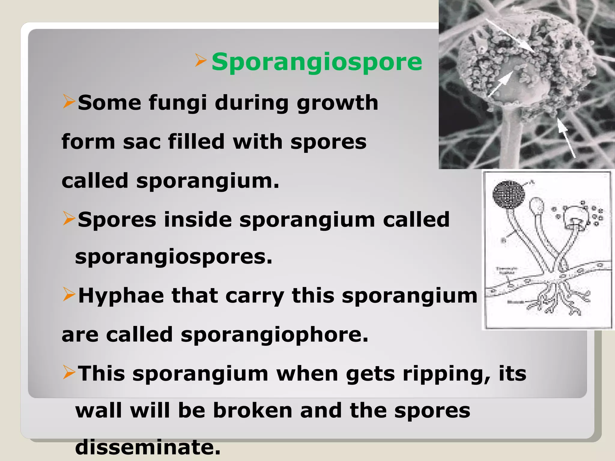  Sporangiospore

Some fungi during growth
form sac filled with spores
called sporangium.
Spores inside sporangium called
 sporangiospores.
Hyphae that carry this sporangium
are called sporangiophore.
This sporangium when gets ripping, its
 wall will be broken and the spores
 disseminate.
 