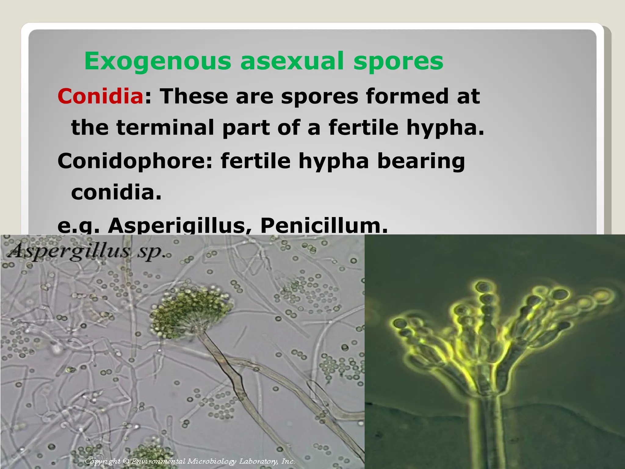 Exogenous asexual spores
Conidia: These are spores formed at
 the terminal part of a fertile hypha.
Conidophore: fertile hypha bearing
 conidia.
e.g. Asperigillus, Penicillum.
 