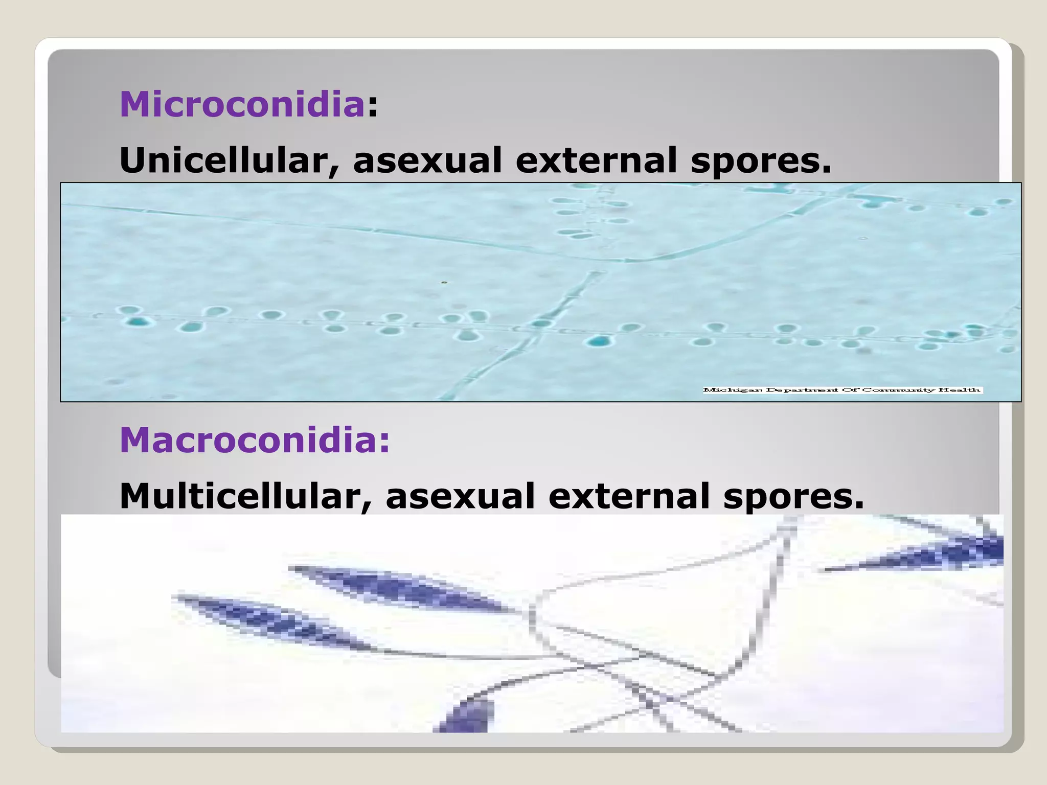 Microconidia:
Unicellular, asexual external spores.




Macroconidia:
Multicellular, asexual external spores.
 
