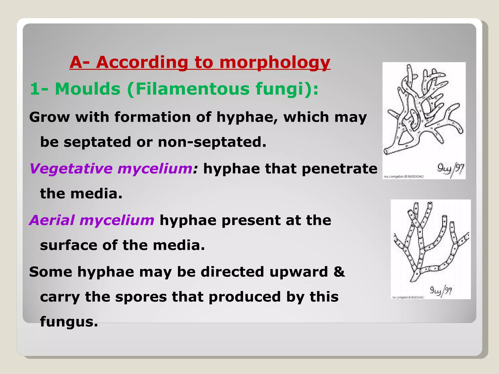 A- According to morphology
1- Moulds (Filamentous fungi):
Grow with formation of hyphae, which may
 be septated or non-septated.
Vegetative mycelium: hyphae that penetrate
 the media.
Aerial mycelium hyphae present at the
 surface of the media.
Some hyphae may be directed upward &
 carry the spores that produced by this
 fungus.
 