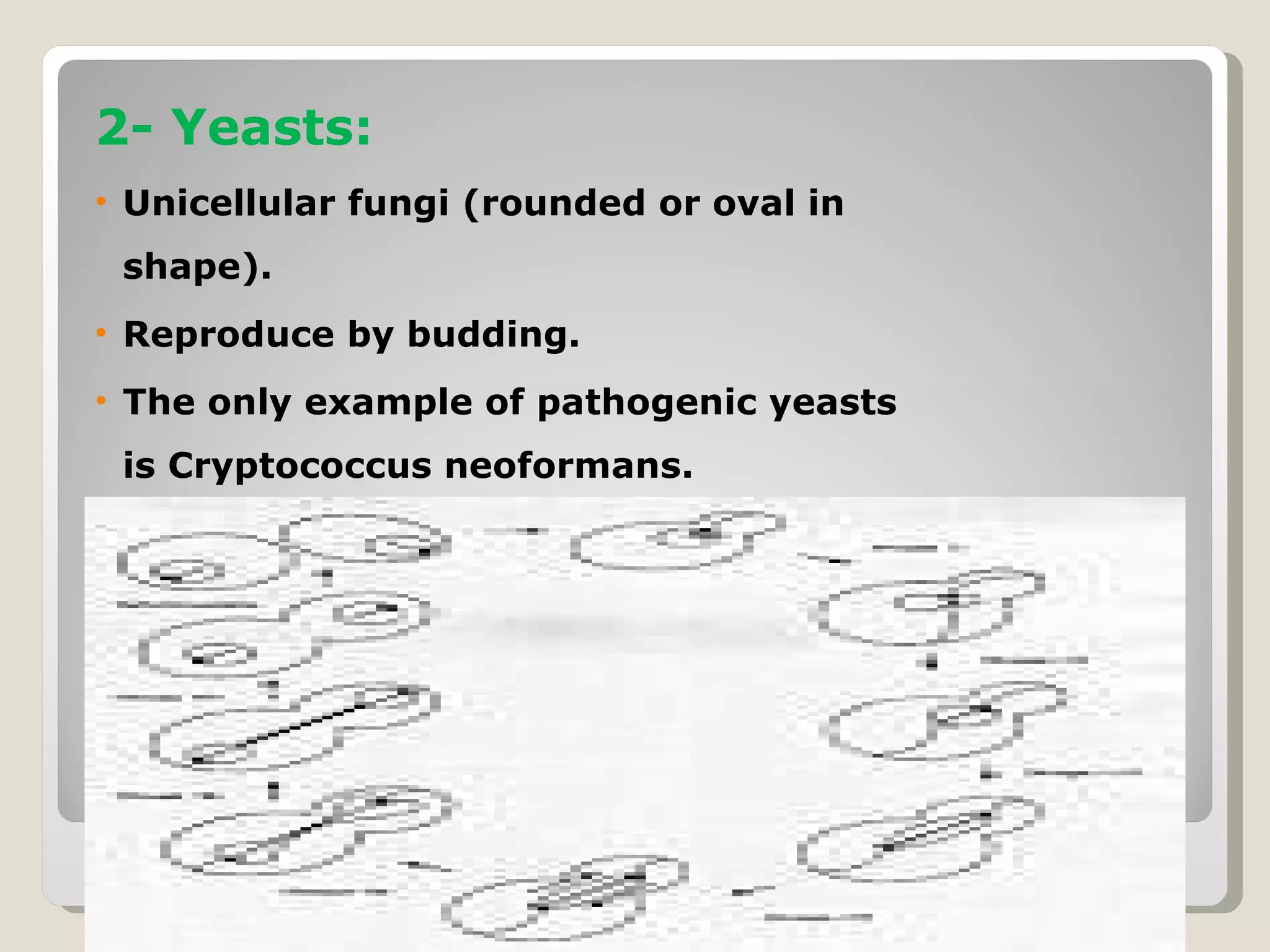 2- Yeasts:
• Unicellular fungi (rounded or oval in
 shape).
• Reproduce by budding.
• The only example of pathogenic yeasts
 is Cryptococcus neoformans.
 
