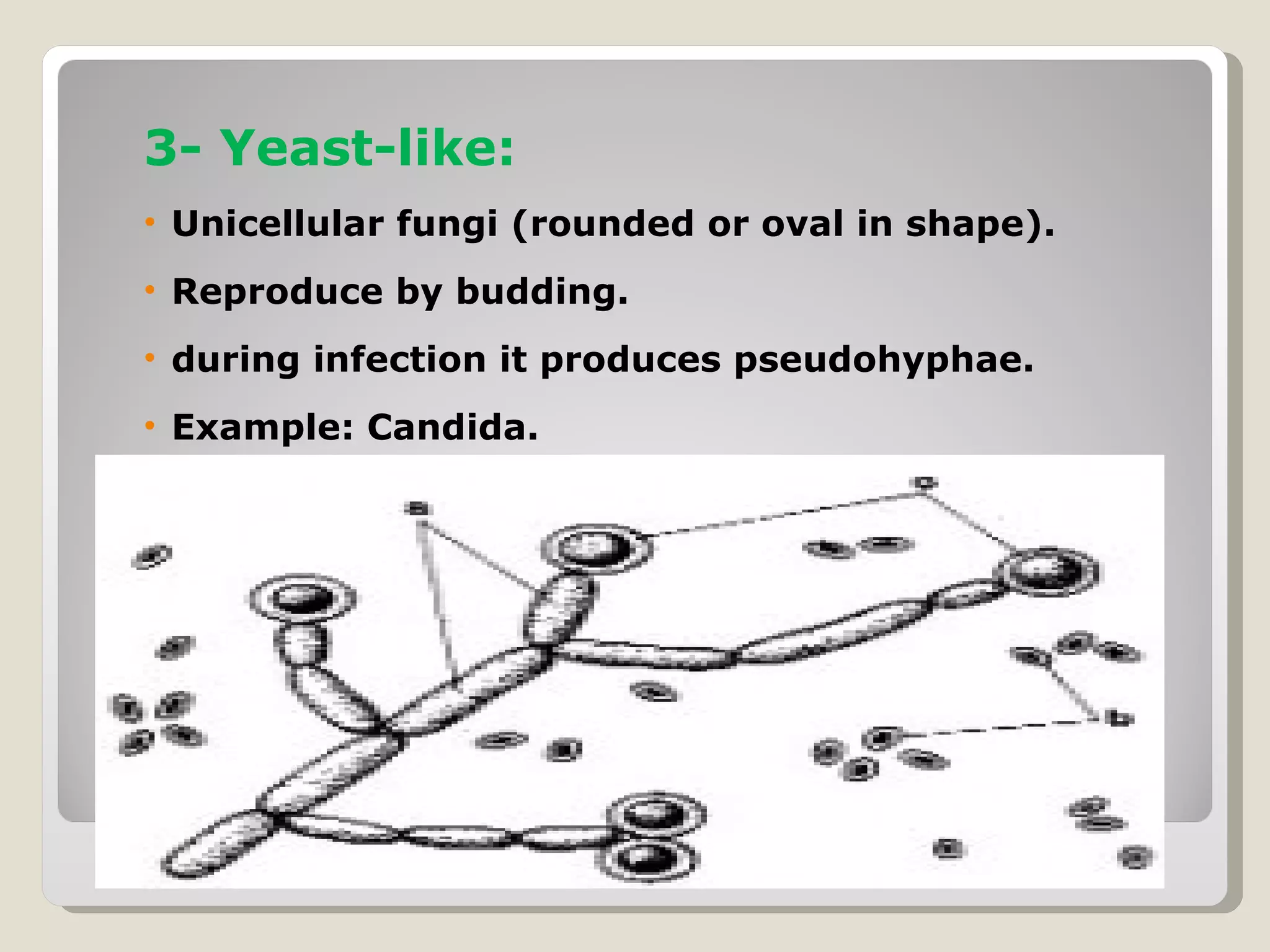 3- Yeast-like:
• Unicellular fungi (rounded or oval in shape).
• Reproduce by budding.
• during infection it produces pseudohyphae.
• Example: Candida.
 