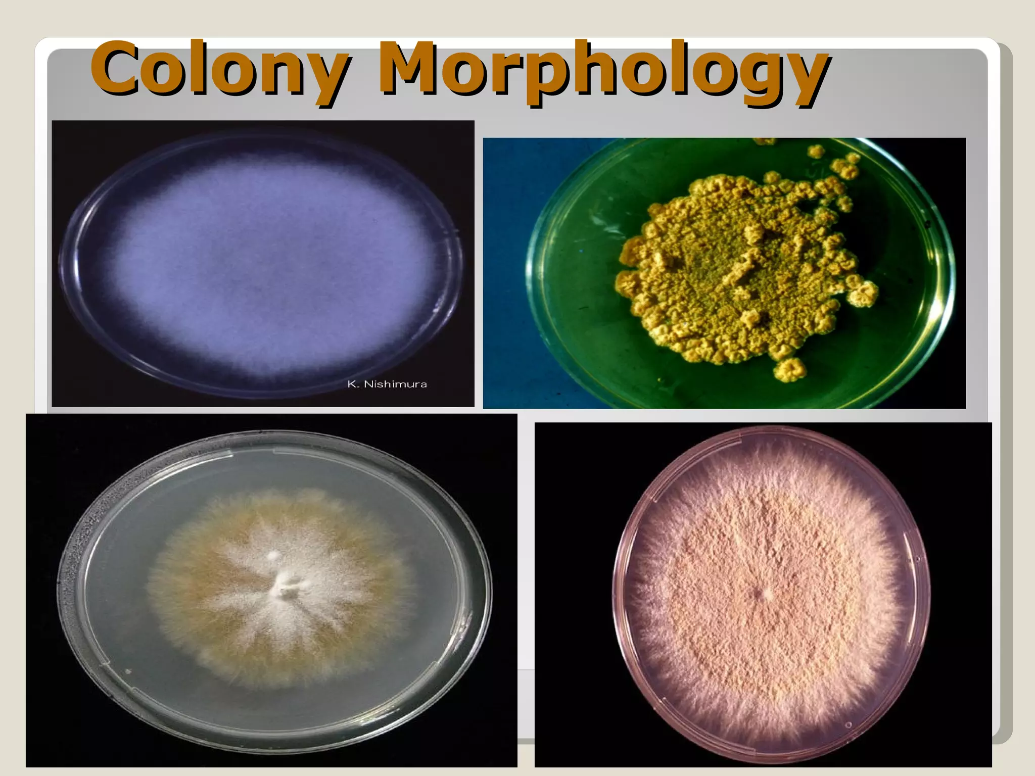 Colony Morphology
 
