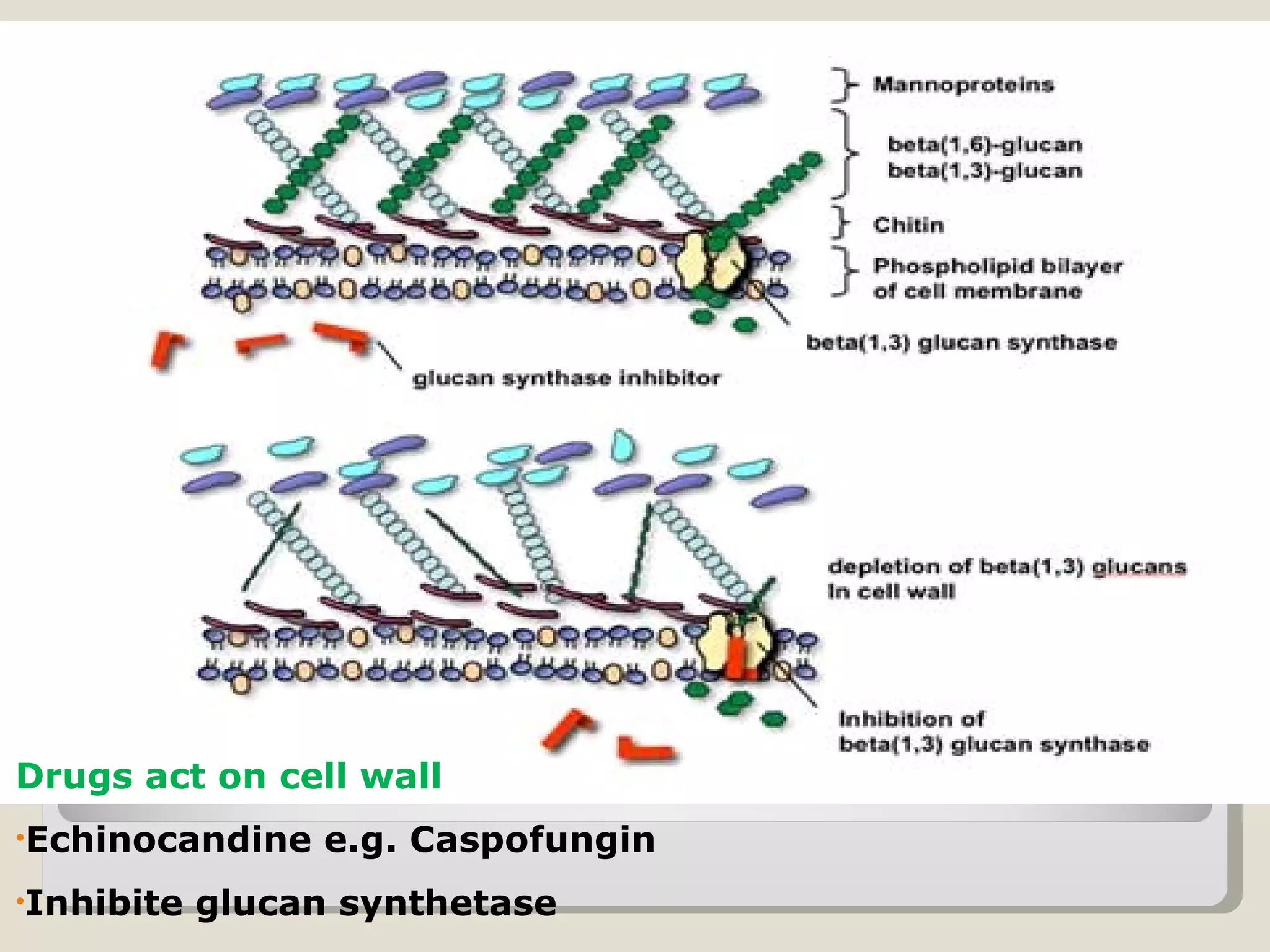 Drugs act on cell wall
•Echinocandine    e.g. Caspofungin
•Inhibite   glucan synthetase
 