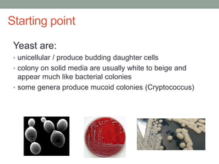 Starting point
Yeast are:
• unicellular / produce budding daughter cells
• colony on solid media are usually white to beige and
appear much like bacterial colonies
• some genera produce mucoid colonies (Cryptococcus)
 