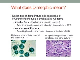 What does Dimorphic mean?
• Depending on temperature and conditions of
environment one fungi demonstrates two forms
• Mycelial form - Hyphae and conidia (spores)
• Free living form in nature and laboratory temperature <=30˚C
• Yeast or yeast like form
• Parasitic phase found in human tissue or in the lab >= 35˚C
Histoplasma capsulatum – mold
Incubated at 30˚C
Histoplasma capsulatum – yeast
from tissue and 35˚C culture
 