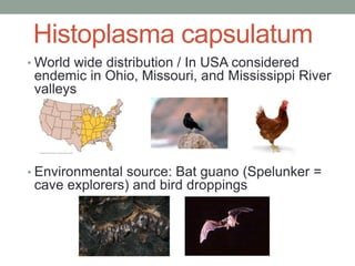 Histoplasma capsulatum
• World wide distribution / In USA considered
endemic in Ohio, Missouri, and Mississippi River
valleys
• Environmental source: Bat guano (Spelunker =
cave explorers) and bird droppings
 