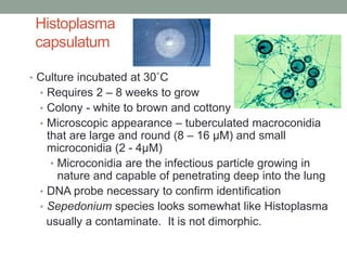 Histoplasma
capsulatum
• Culture incubated at 30˚C
• Requires 2 – 8 weeks to grow
• Colony - white to brown and cottony
• Microscopic appearance – tuberculated macroconidia
that are large and round (8 – 16 µM) and small
microconidia (2 - 4µM)
• Microconidia are the infectious particle growing in
nature and capable of penetrating deep into the lung
• DNA probe necessary to confirm identification
• Sepedonium species looks somewhat like Histoplasma
usually a contaminate. It is not dimorphic.
 