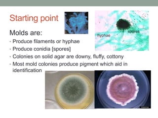 Starting point
Molds are:
• Produce filaments or hyphae
• Produce conidia [spores]
• Colonies on solid agar are downy, fluffy, cottony
• Most mold colonies produce pigment which aid in
identification
hyphae
spores
 